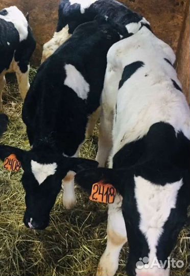 Телята бычки