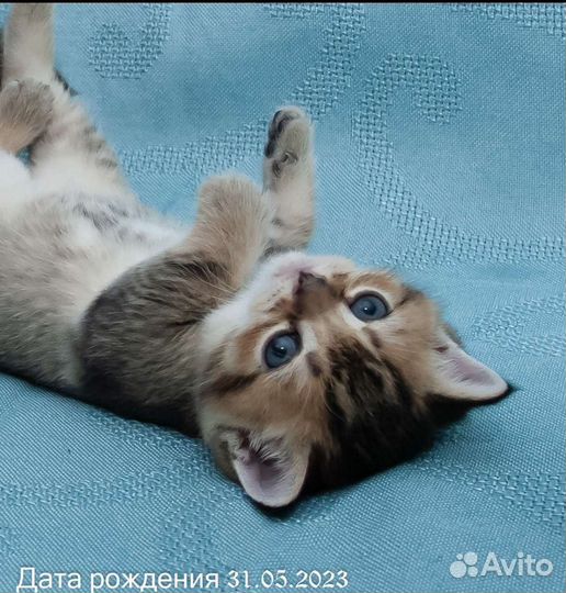 Шотландские котята
