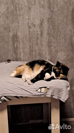 Кошка