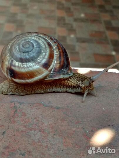 Улитки виноградные