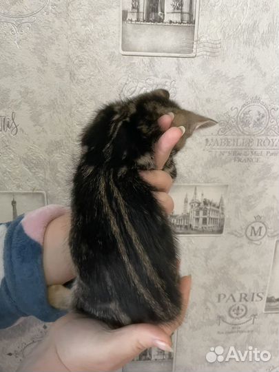 Бенгальские котята