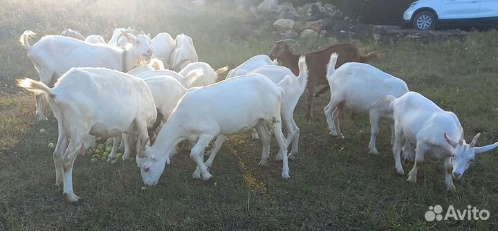 Дойные козы разных пород