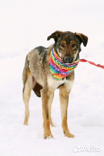 Собаки бесплатно, Люк