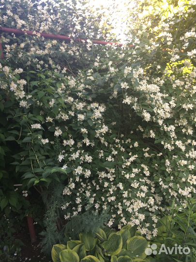 Продам цветы (кусты)