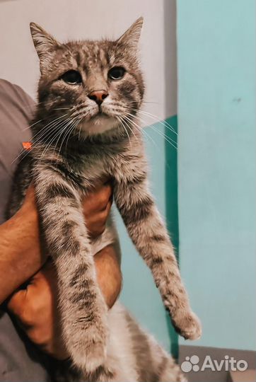 Котик в добрые ручки