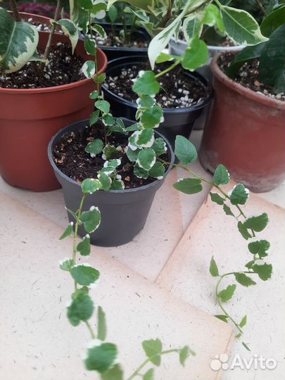 Сортовые фикусы