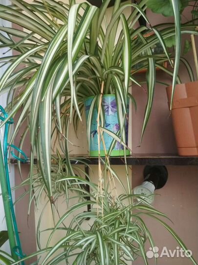 Растение Хлорофитум полосатый очистка воздуха