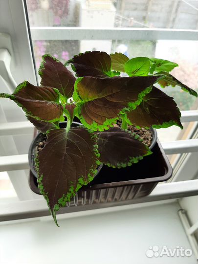 Колеус Конг Скарлет