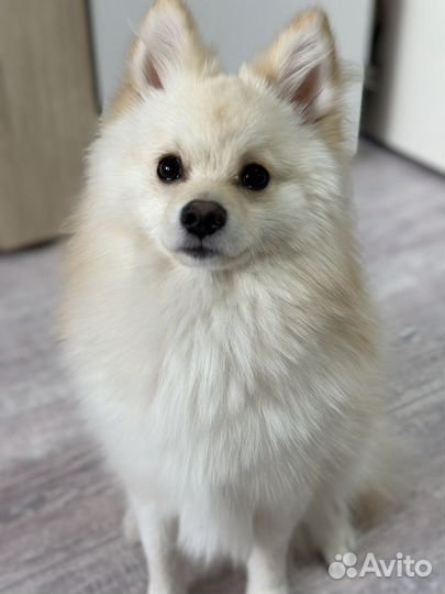 Немецкий шпиц ищет девочку