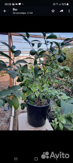 Мандарин Лимон Апельсин