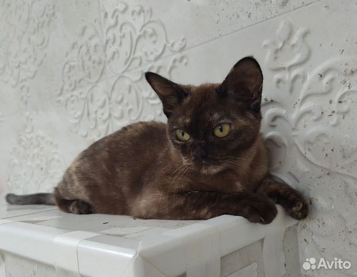 Котята европейской бурмы