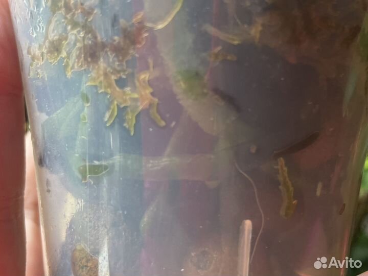 Орхидея фаленопсис