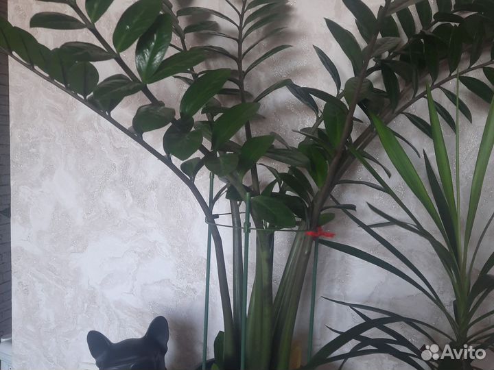 Замиокулькас вариегатный