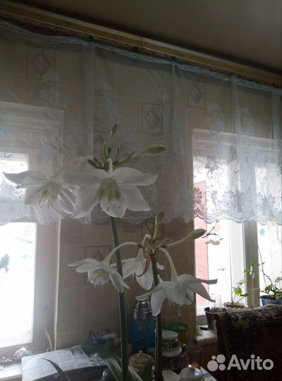 Комнатные цветы