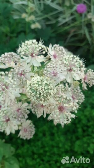 Излишки многолетних цветов