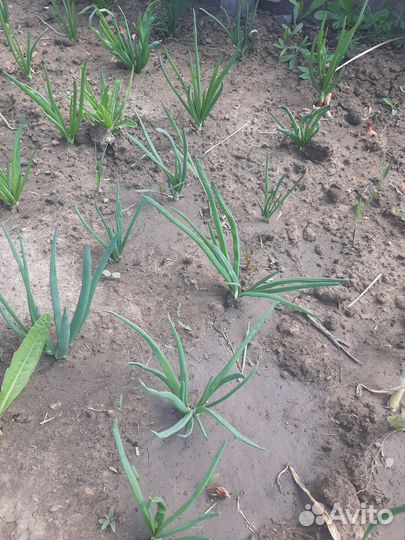 Зелень петрушка лук