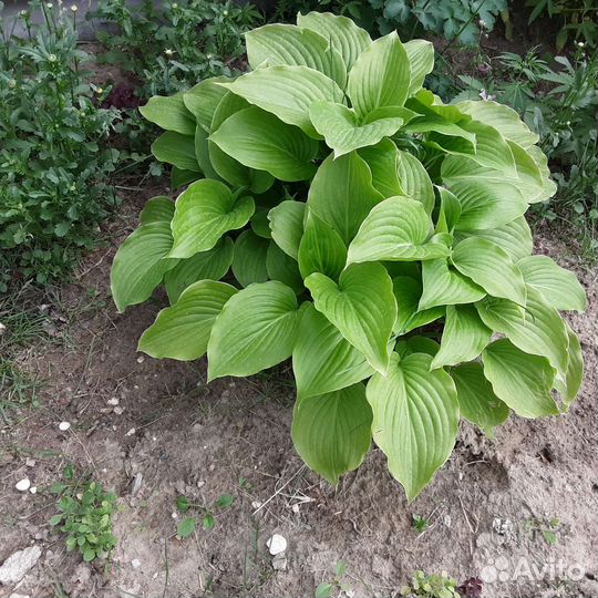 Цветок садовый хоста