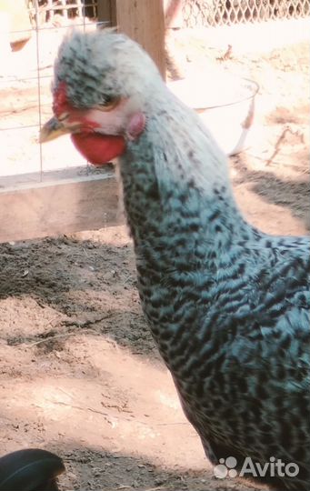 Молодой петух породистый