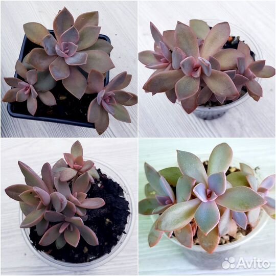 Суккуленты почтой. Граптопеталлумы