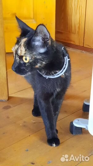 Кошка в дар