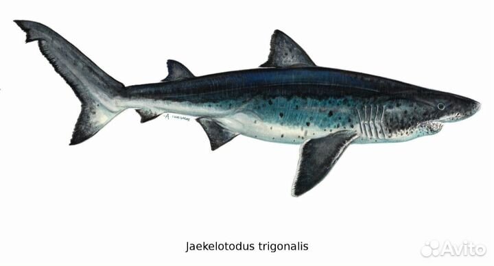 Окаменелости зубы