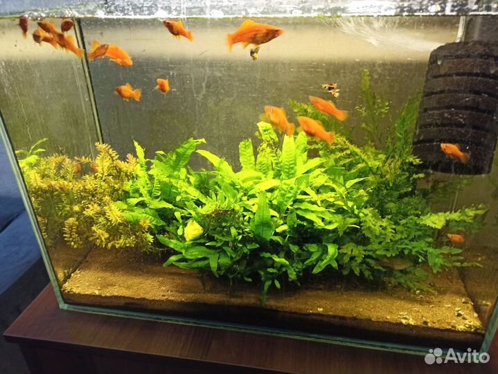 Продаю аквариум