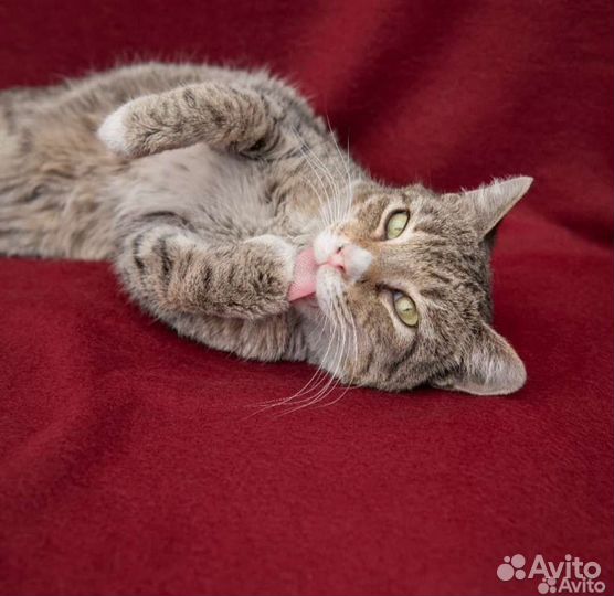 Томас ищит дом