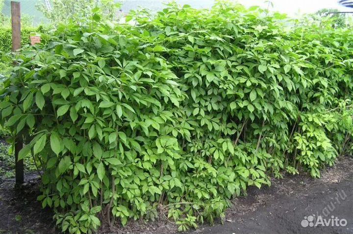 Элеутерококк