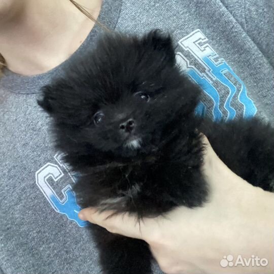 Щенки шпица