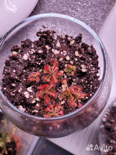 Хищные растения росянки во флорариуме