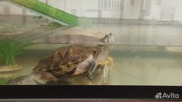 Террариум с черепахой