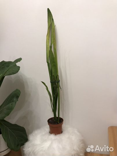 Сансивиерия