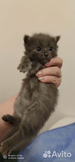 Отдадим пушистых котят в добрые руки