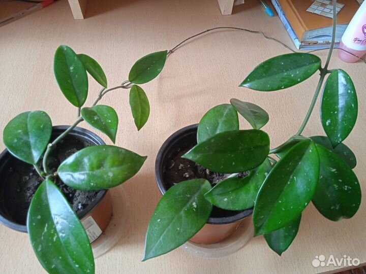 Хойя (восковик)