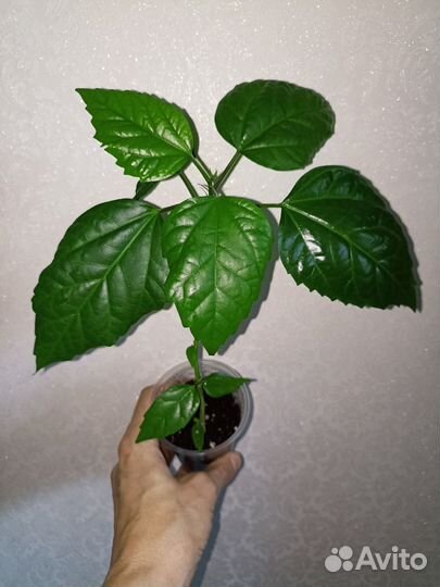 Аглаонема Гибискус Китайская роза
