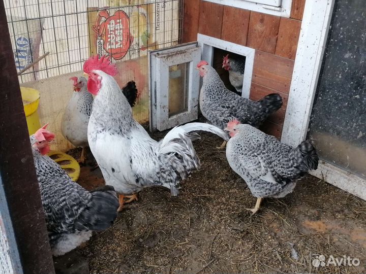 Инкубационное яйцо