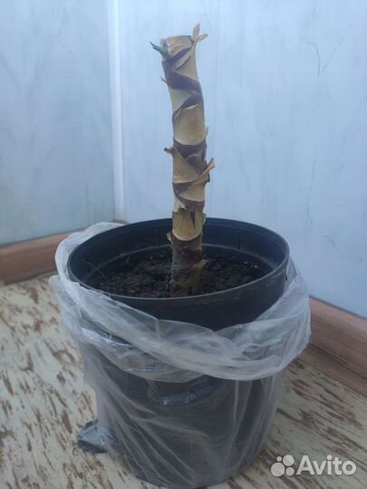 Юкка слоновая