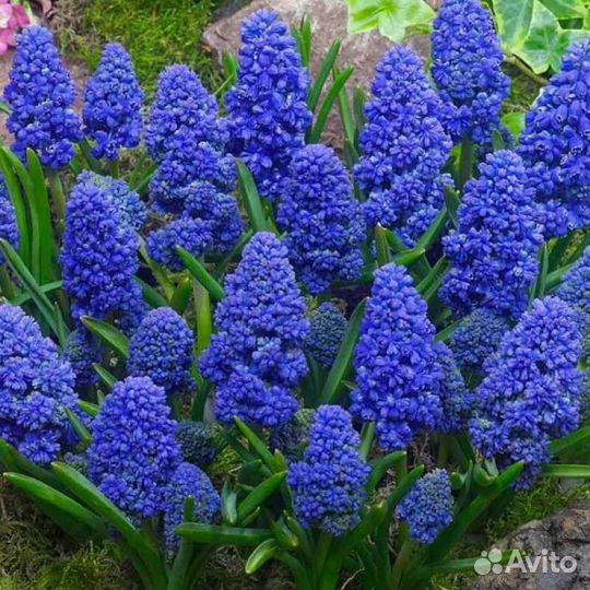 Мискари Blue Spike