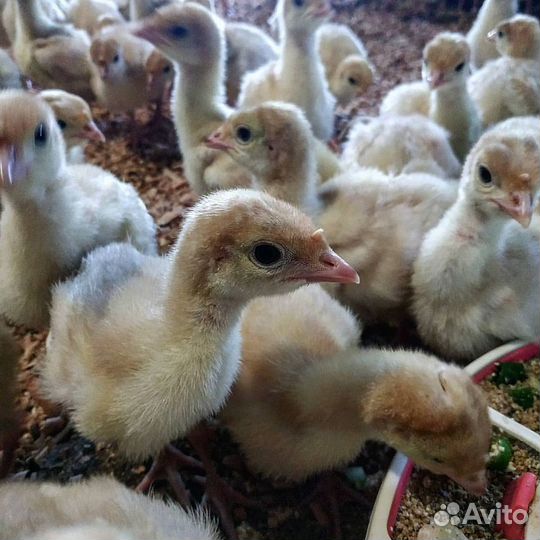 Индюшата бройлерные Биг 6/Канадские