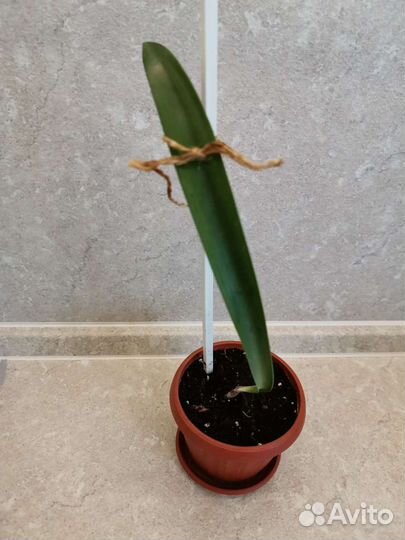 Гиппеаструм в горшке