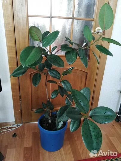 Фикус каучуковый