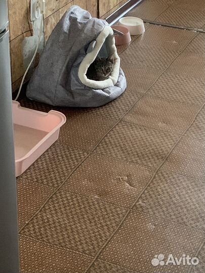 Отдам в добрые руки