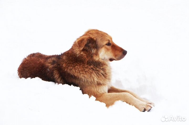 Самый лучший пес