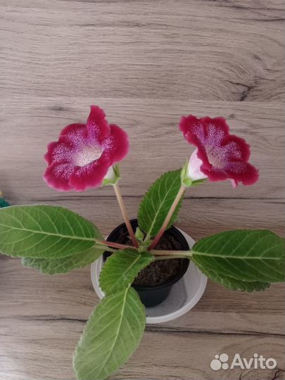 Глоксиния. Продам