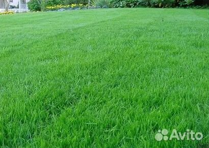 Газон рулонный