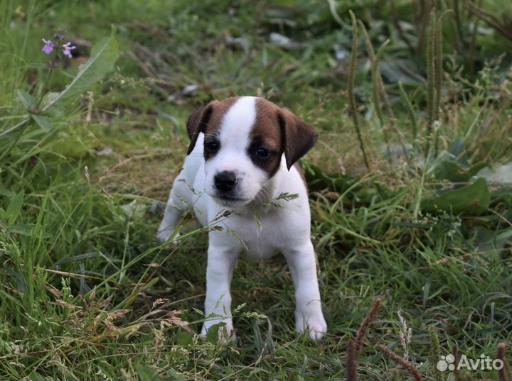 Джек рассел терьер