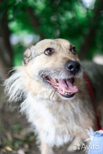 Небольшой молодой парень Верный