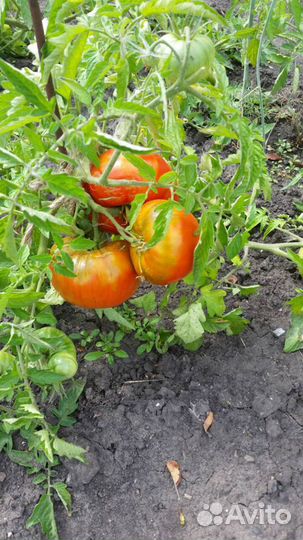 Продам домашнюю консервацию