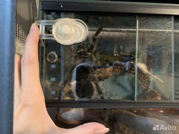 Паук птицеед,самец Lasiodora parahybana