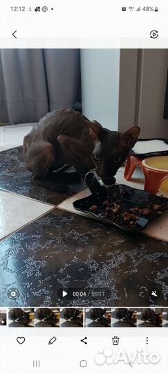 Найден сфинкс